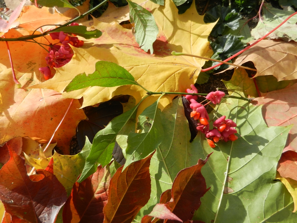 Herbstkleider, die mir gefallen